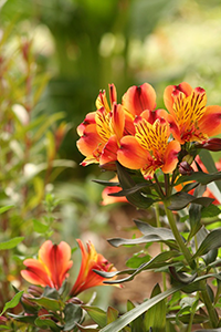 Photo de fleurs à Perpignan
